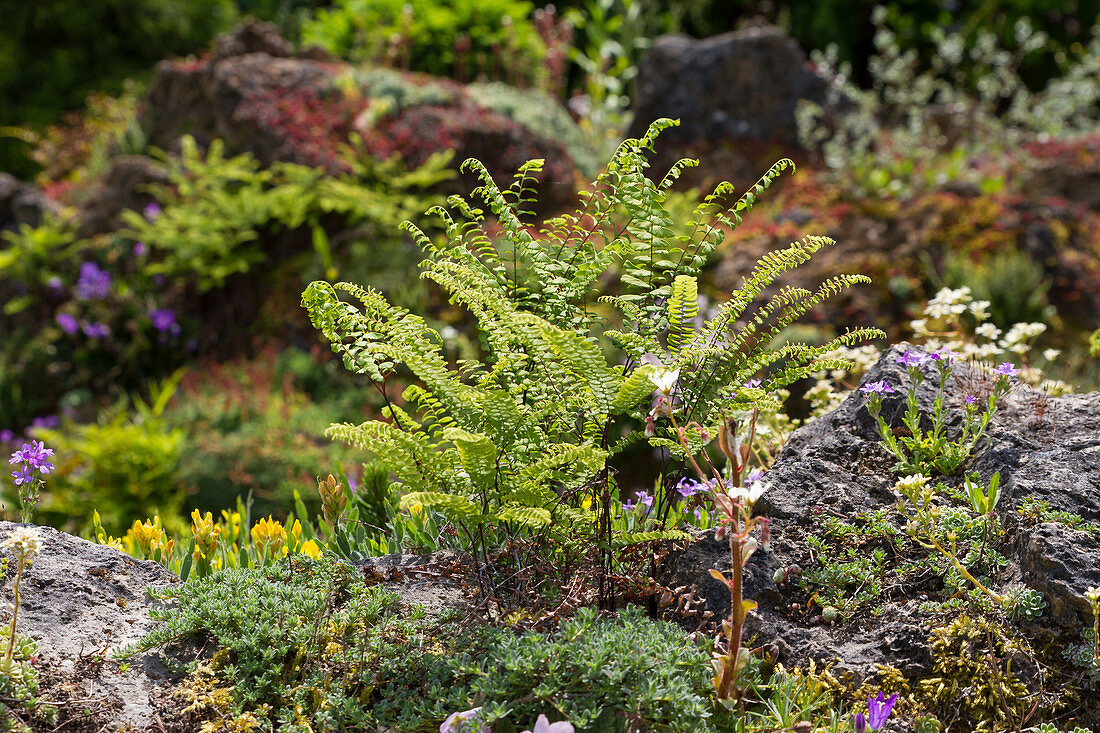 Northern maidenhair fern (Adiantum pedatum) in the rock garden