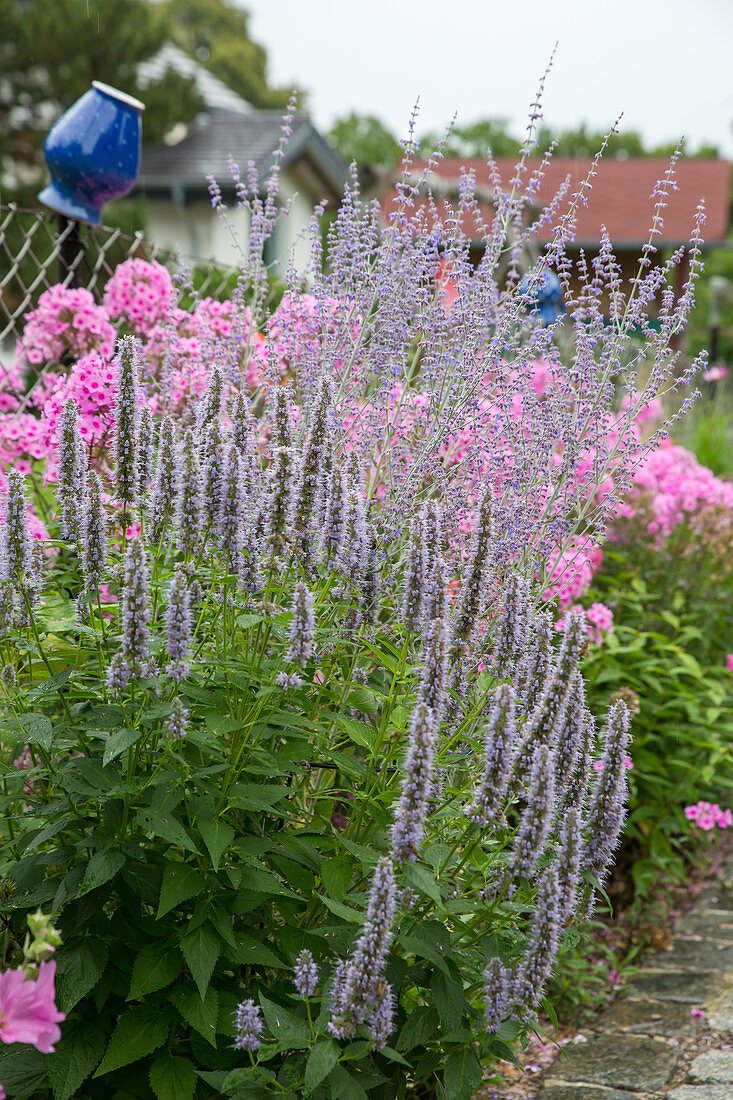 Anisysop, scented nettle with perovskia and phlox in the background