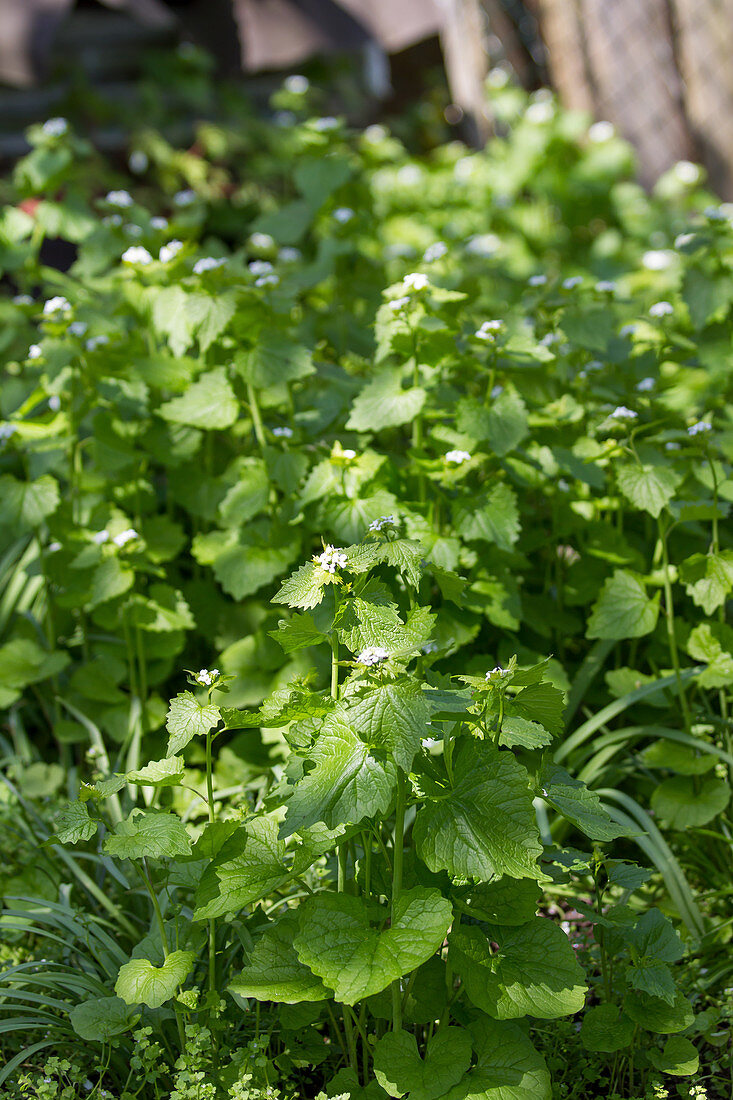 Blooming garlic mustard in the bed