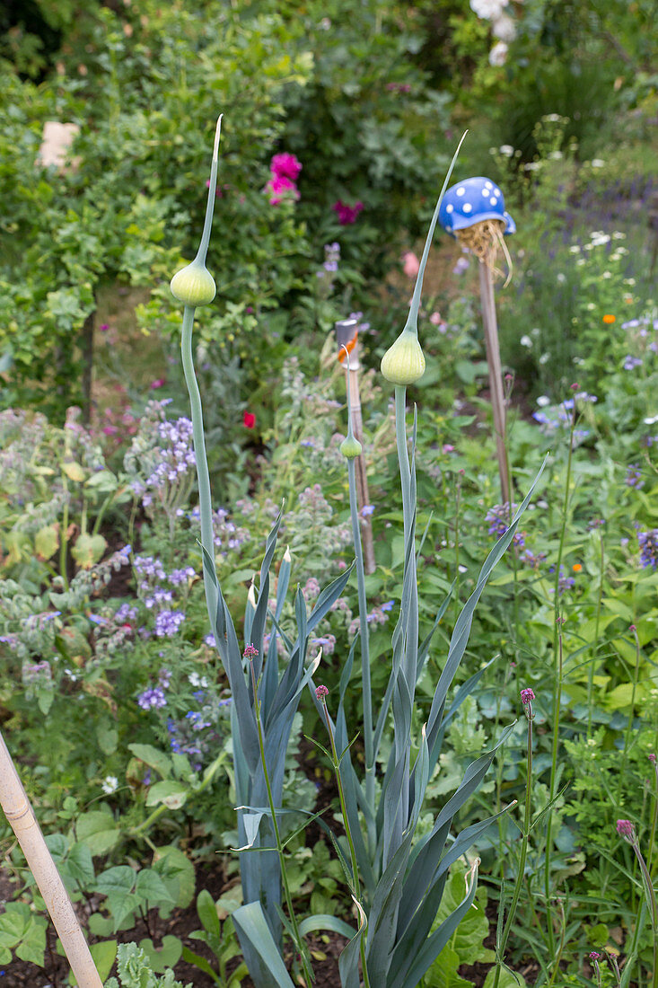 Leeks with flower buds in the garden bed