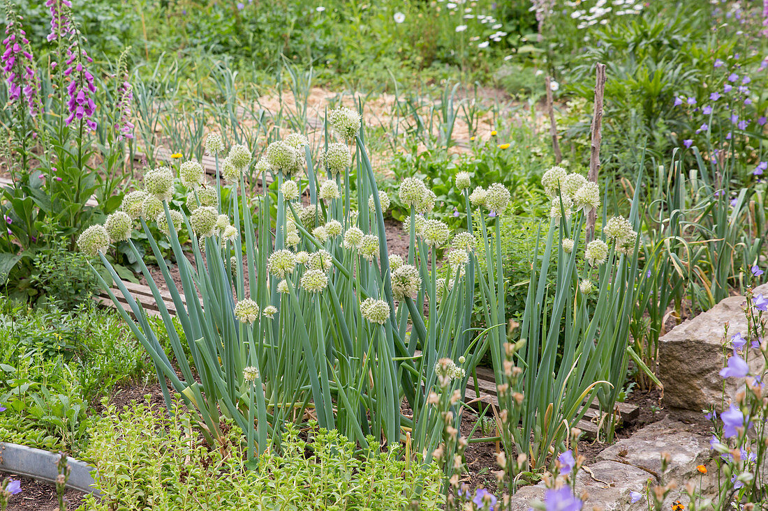 Welsh onion, bunching onion, or long green onion