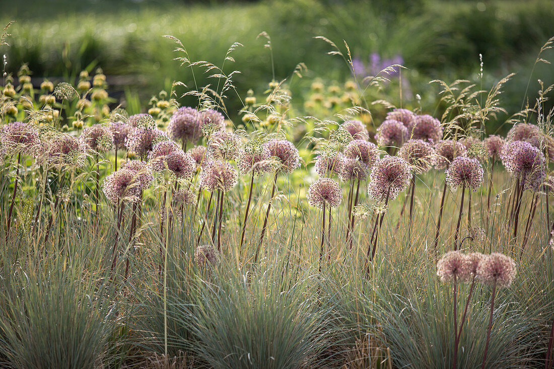 Holländischer Lauch (Allium hollandicum) im Beet mit Blaustrahlhafer (Helictotrichon)