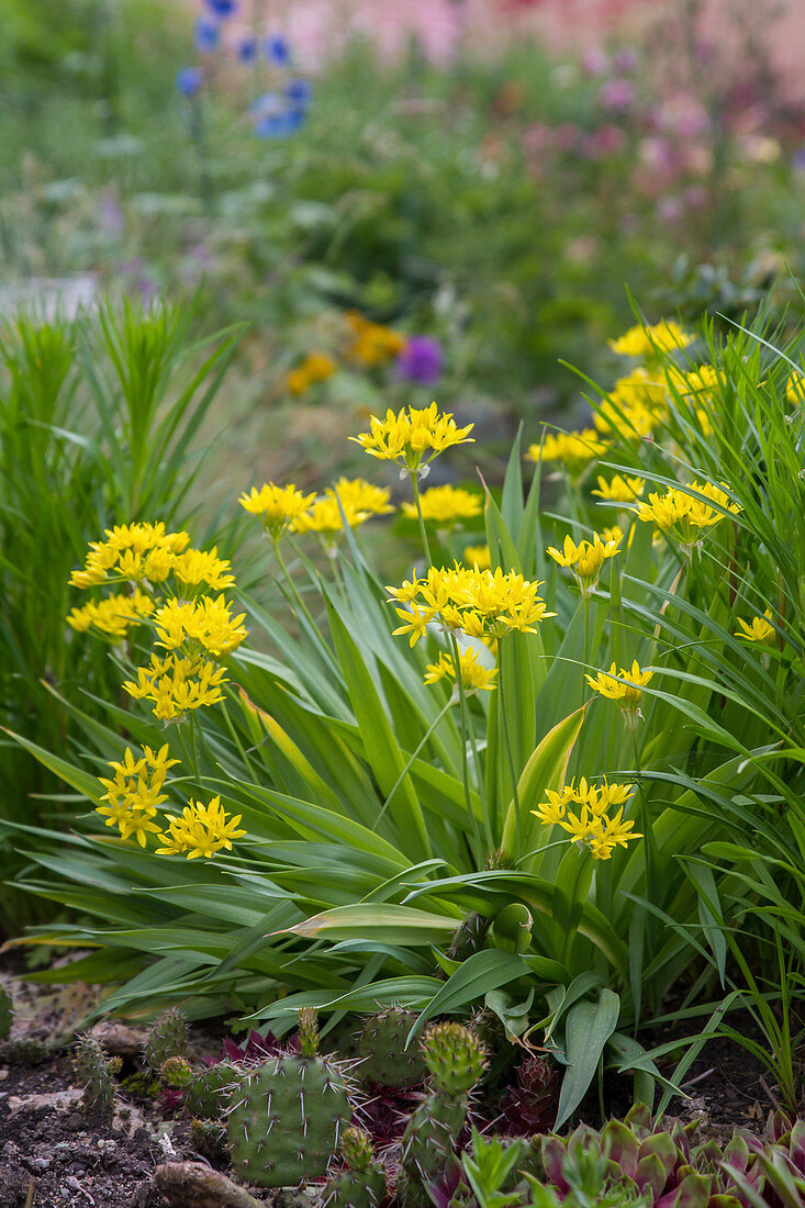 Blooming golden leek (Allium moly)