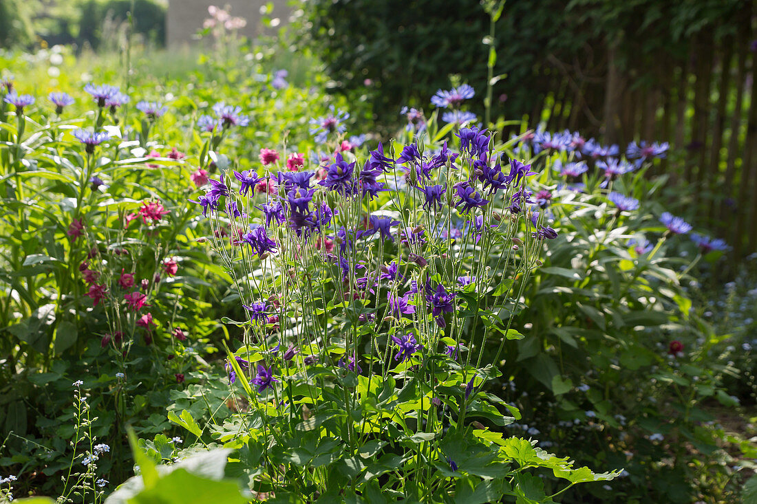 Blue columbine and mountain cornflower