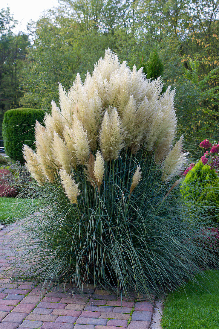 Lush flowering pampas grass