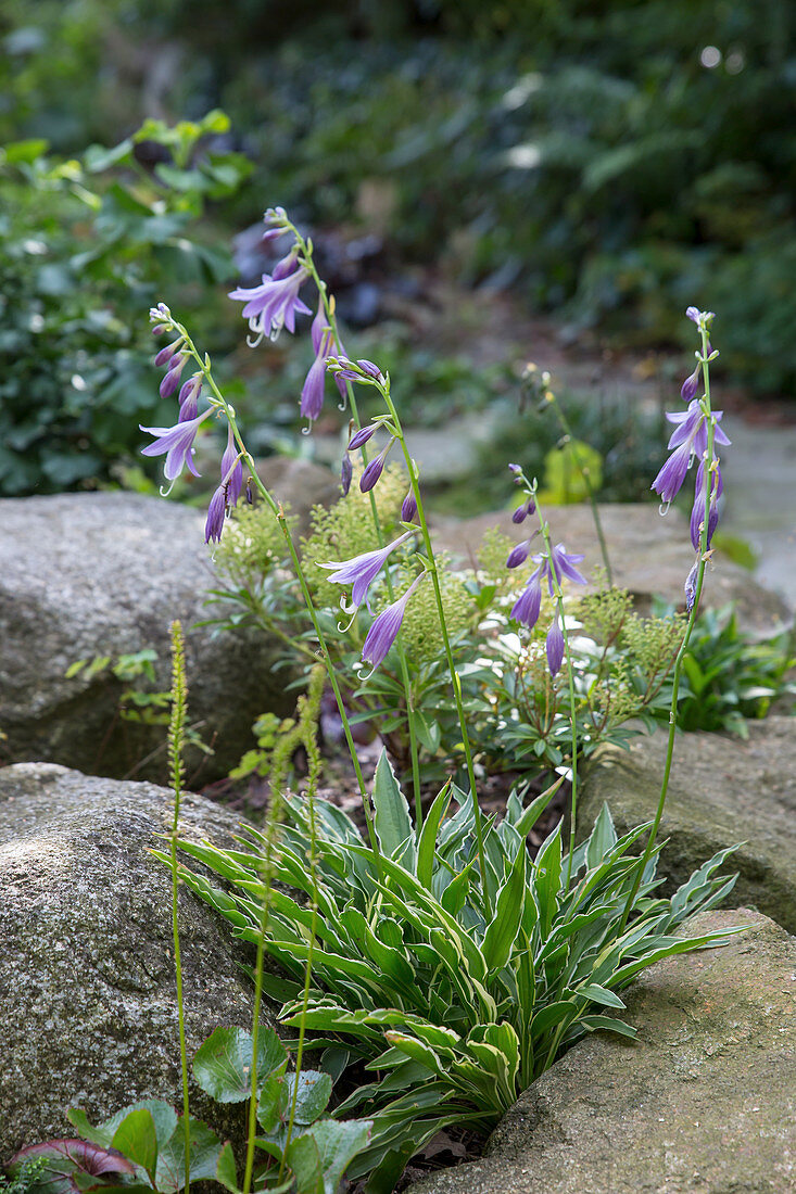 Blooming fringed hosta between natural stones