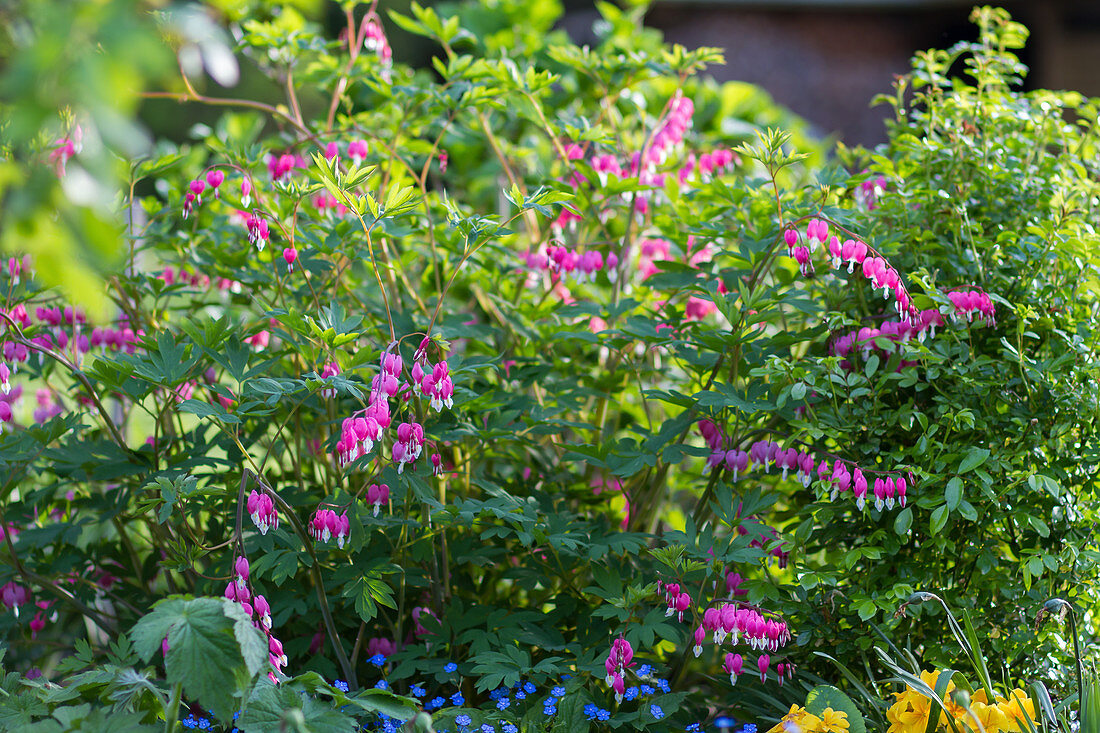 Bleeding heart in the spring bed