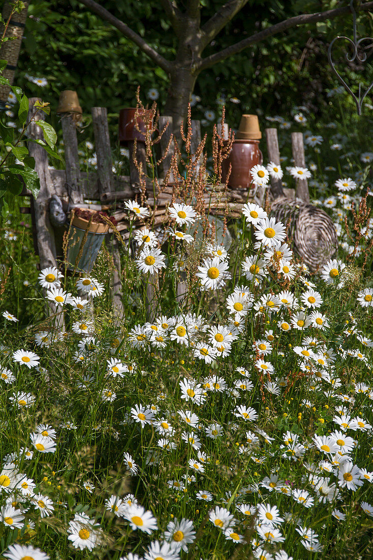 Spring daisies in the rural garden