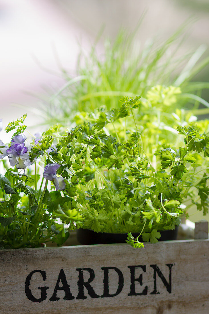 Parsley and horned violets in a wooden box