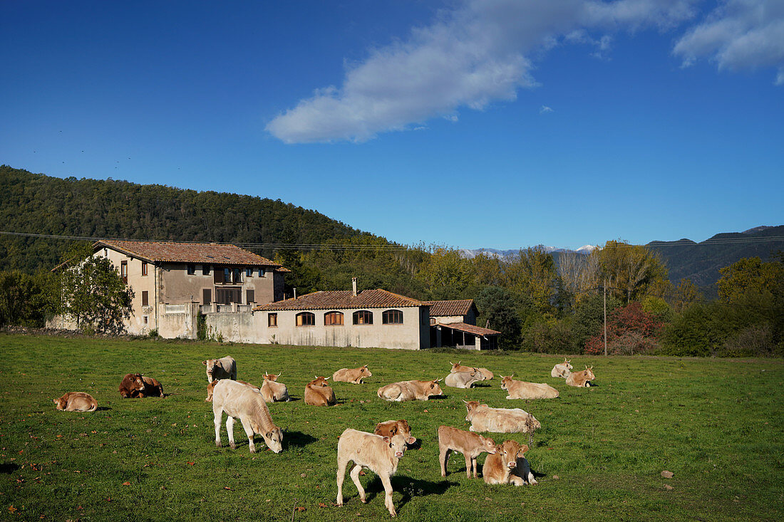 Kühe auf einer Weide, Provinz Girona, Katalonien, Spanien