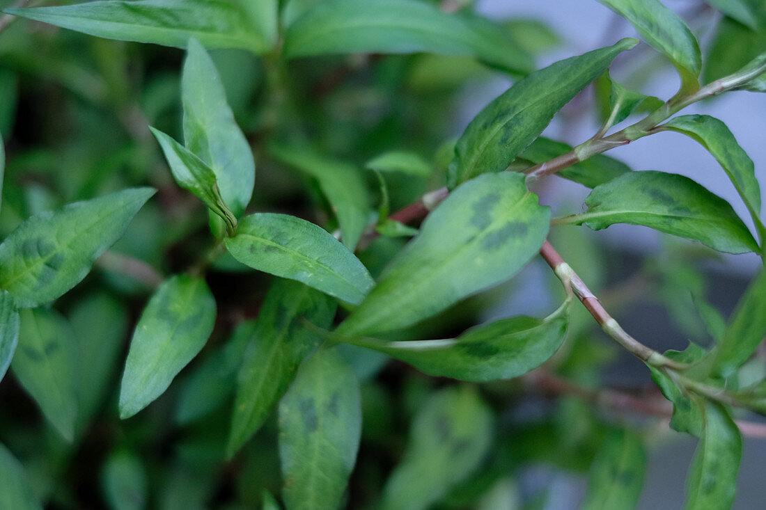 Vietnamese kitchen herbs