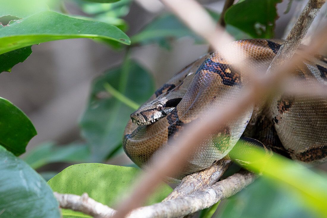 Eine Boa Constrictor, bei Playa Blanca, Halbinsel Osa, Costa Rica, Zentralamerika, Amerika