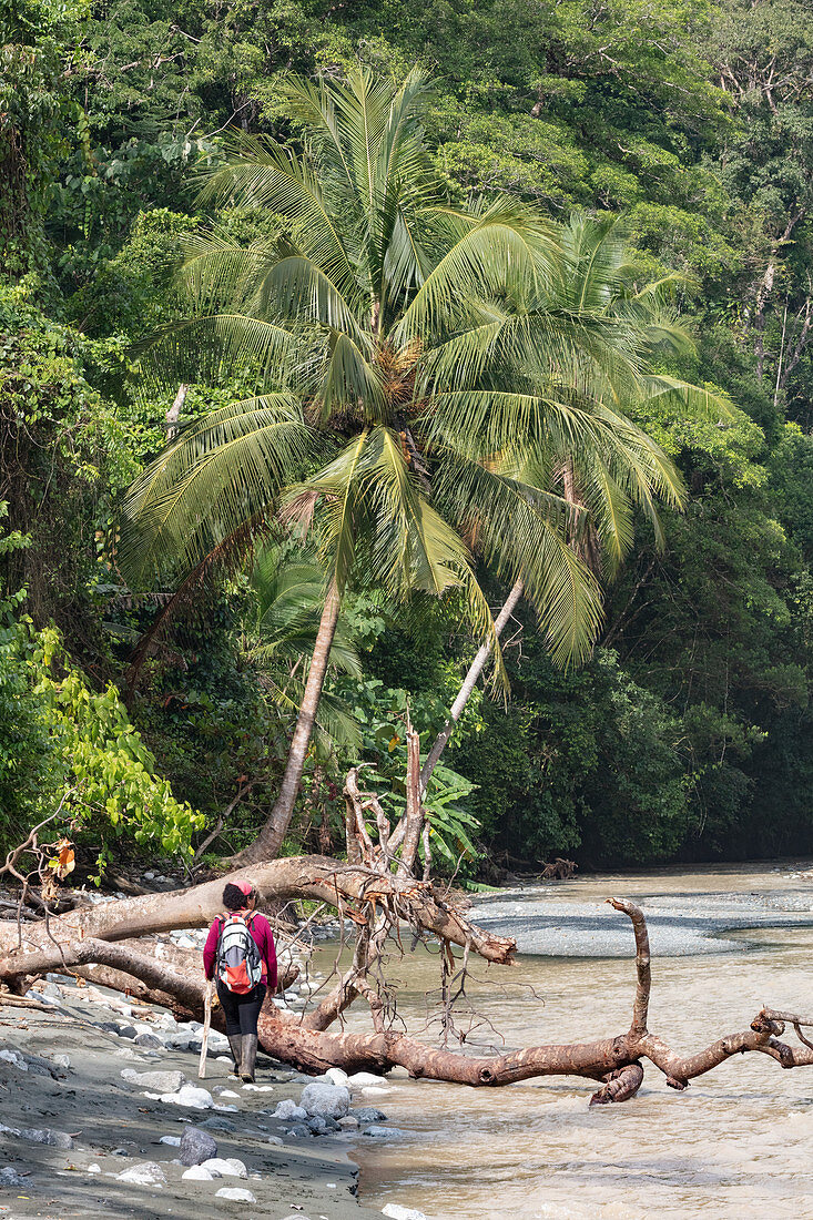 Wanderung durch den Corcovado Nationalpark, Halbinsel Osa, Costa Rica, Zentralamerika, Amerika