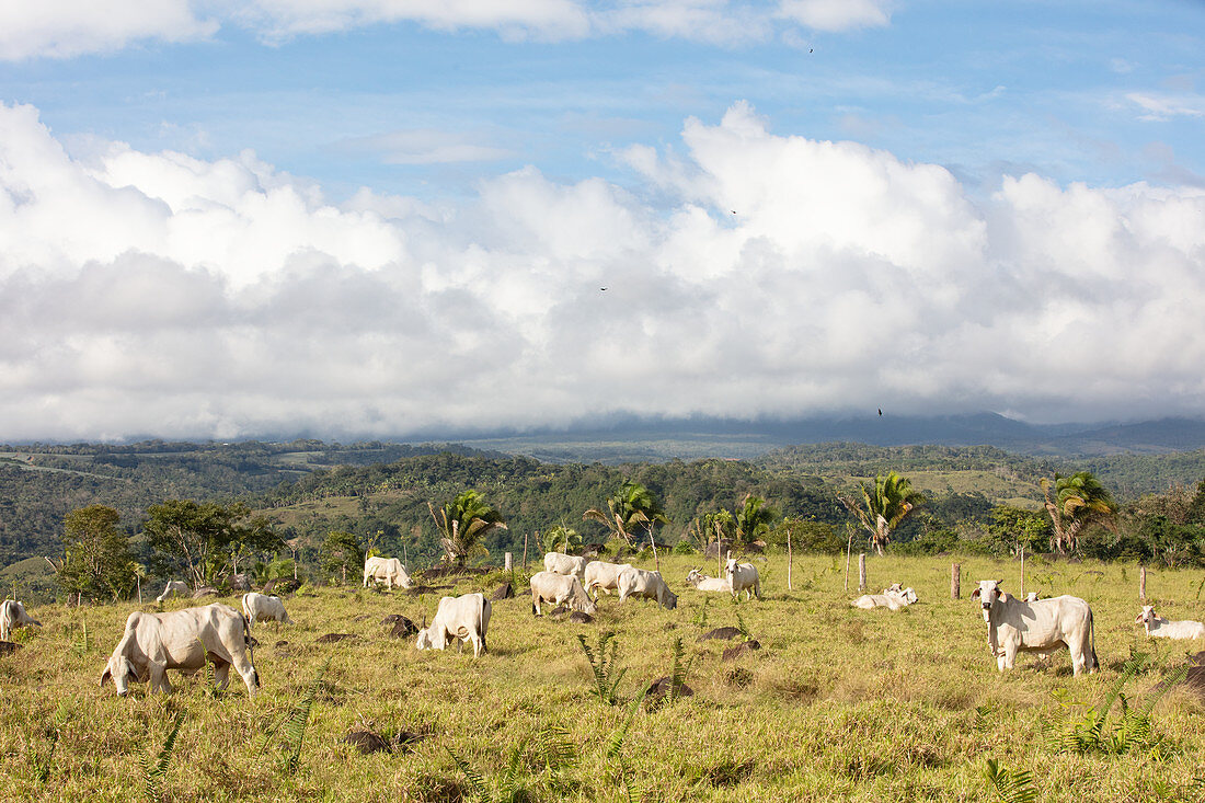 Rinder in Valle El Coto Brus, Costa Rica, Zentralamerika, Amerika