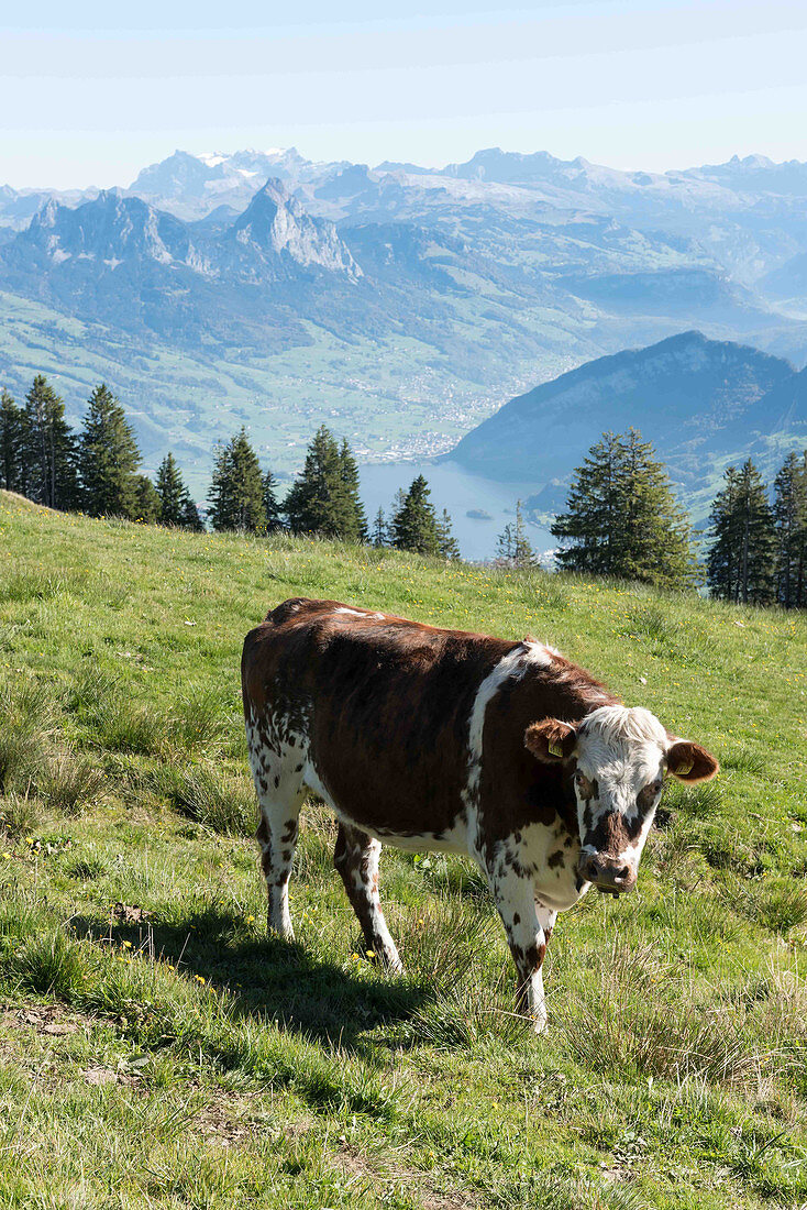 Kühe auf der Weide, im Hintergrund Bergpanorama von der Rigi, Luzern, Schweiz