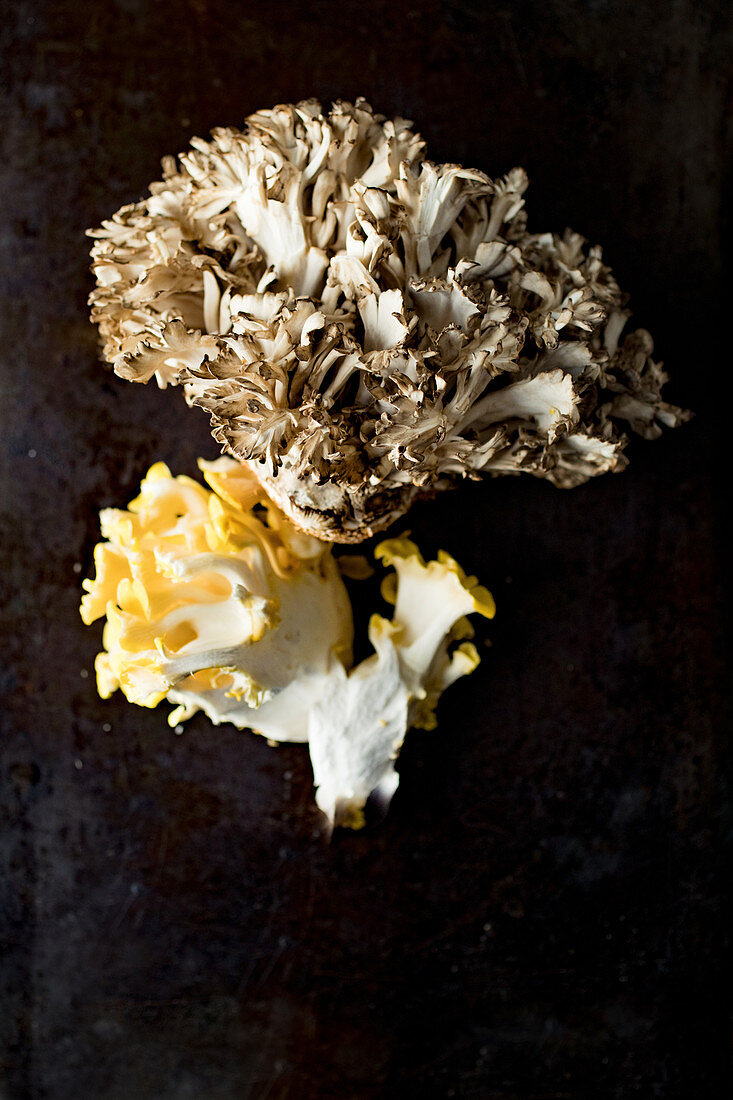 A yellow oyster mushroom and a maitake mushroom