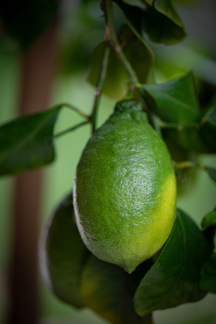 An unripe lemon on a tree