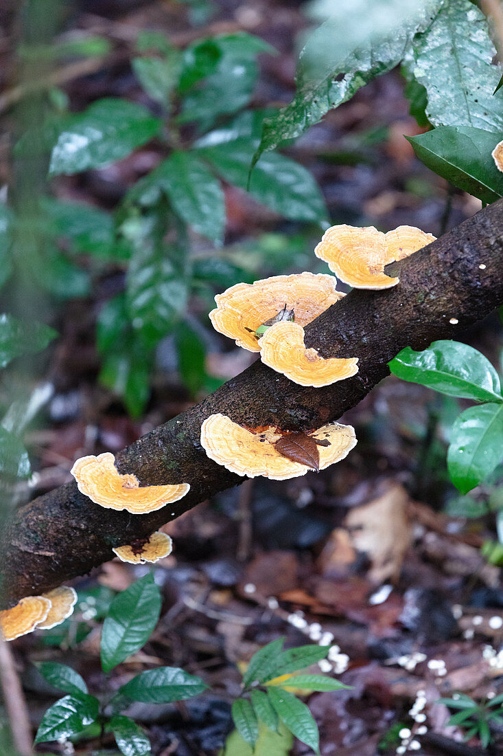 Pilze am Baum, Nationalpark Manuel Antonio, Provinz Puntarenas, Quepos, Costa Rica, Zentralamerika, Amerika