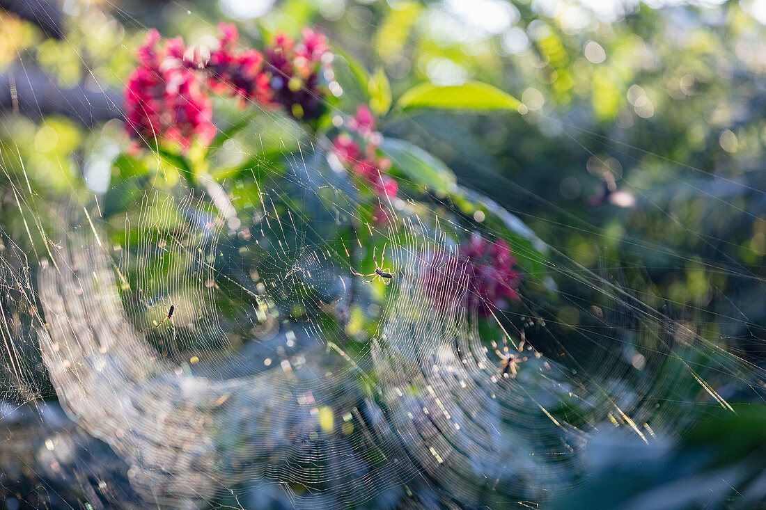Spinnennetze
