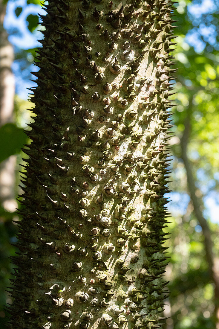 A water-storing tree with spikes, coffee plantation, Santa Bárbara, Heredia, Costa Rica, Central America