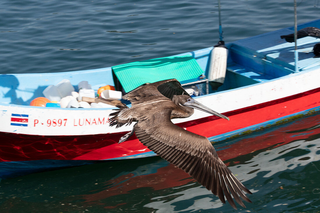 A pelican and a boat on the beach at Tambor, Nicoya Peninsula, Costa Rica, Central America