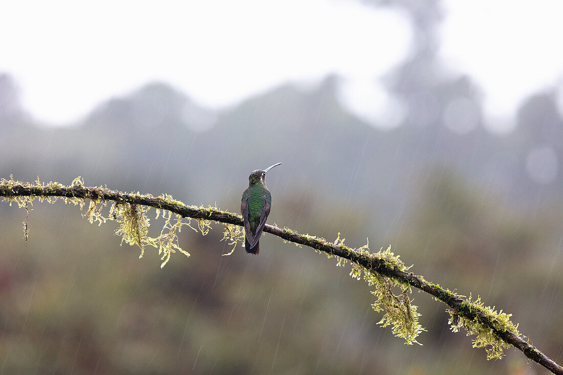 A hummingbird on a nectar feeding station, Los Quetzales National Park, Costa Rica, Central America