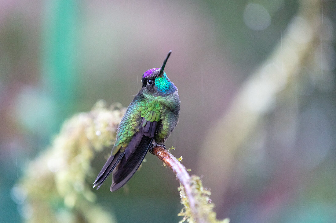 A hummingbird on a nectar feeding station, Los Quetzales National Park, Costa Rica, Central America