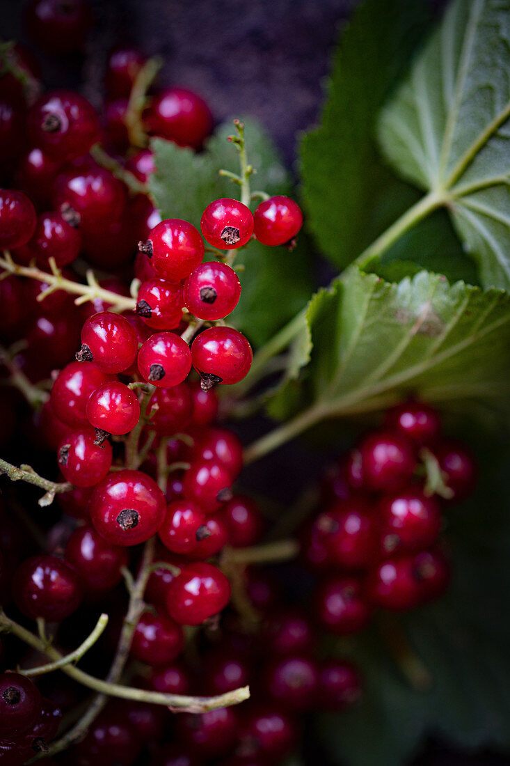 Close-up of redcurrants on twig
