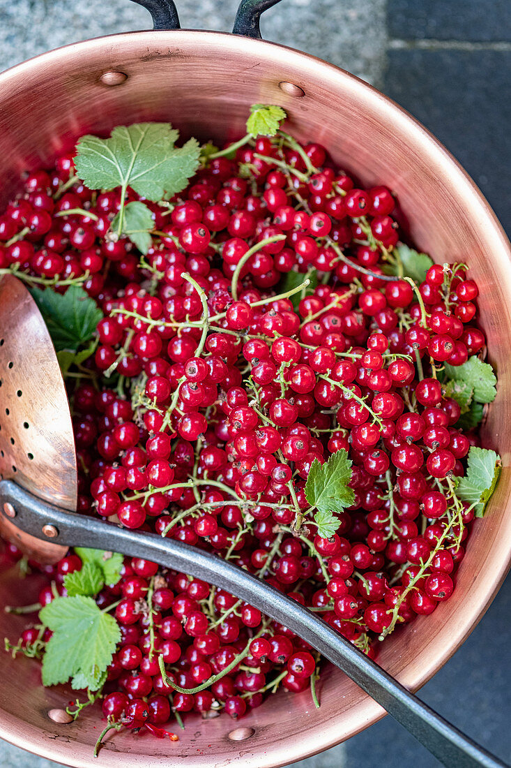 Frische rote Johannisbeeren mit Sieblöffel in Kupfertopf