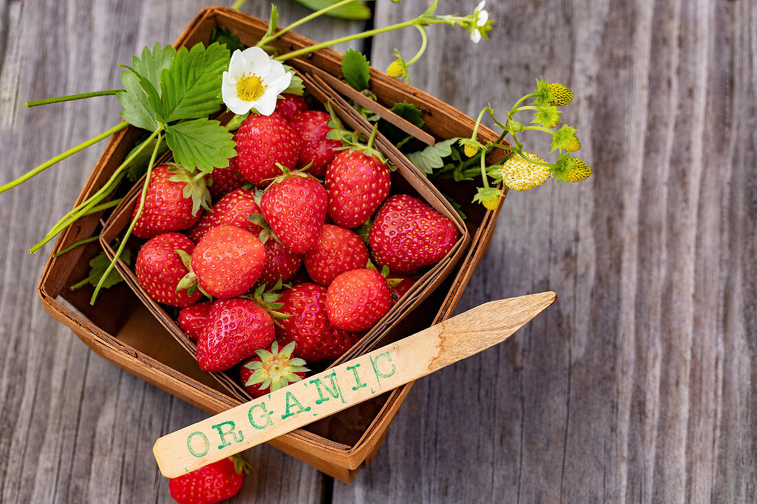 Fresh organic strawberries in a wooden basket
