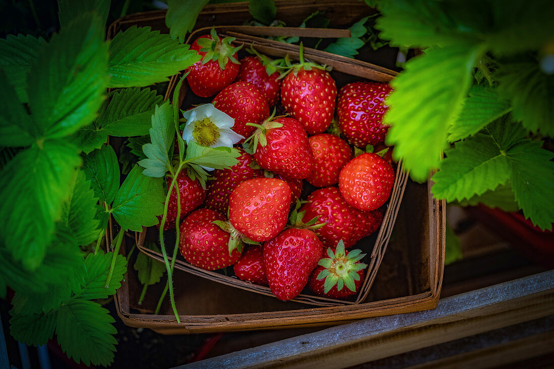 Frische Erdbeeren im Spankörbchen