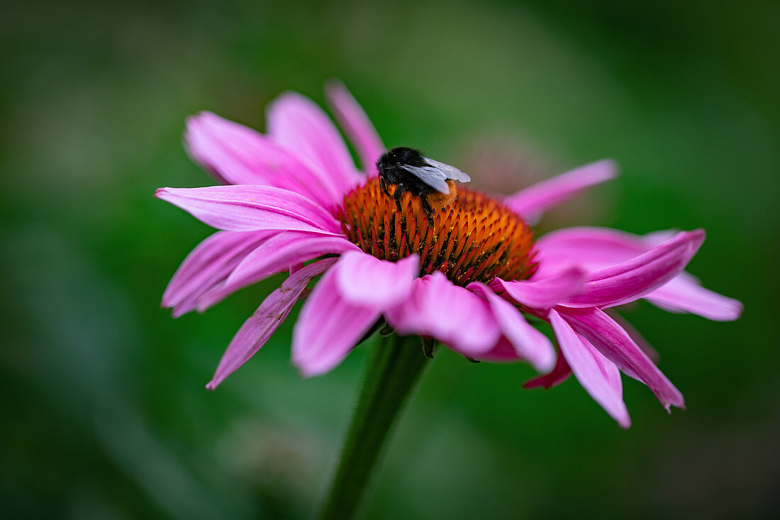 Hummel auf Echinaceablüte