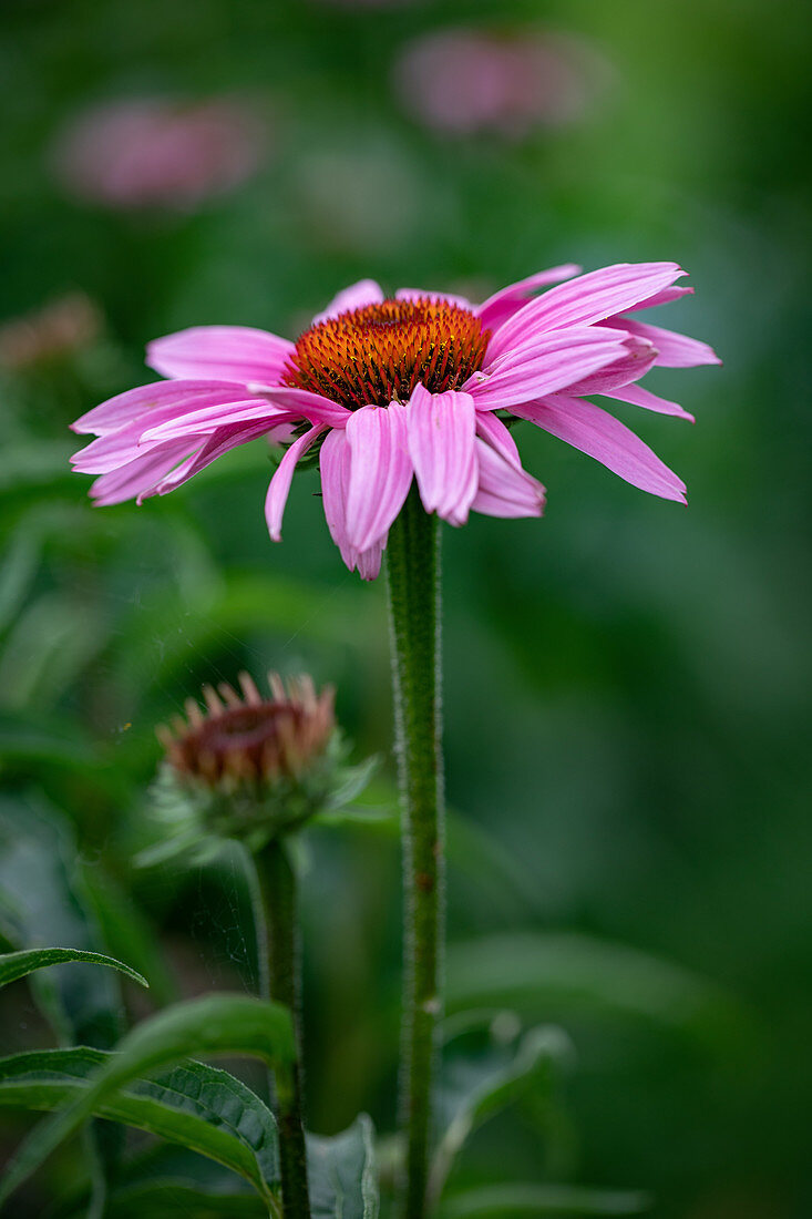 Echinacea flowers outside