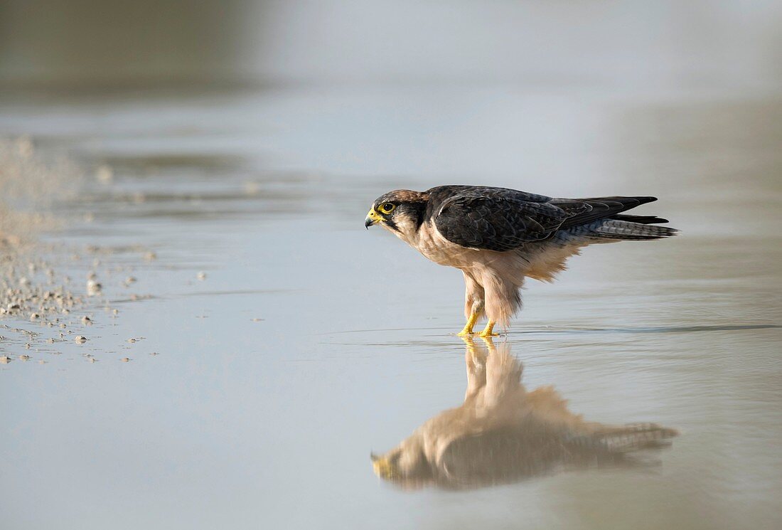 Lanner falcon in a pool of rainwater