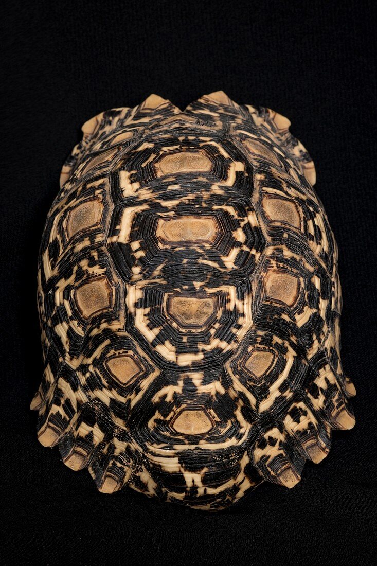 Leopard tortoise shell