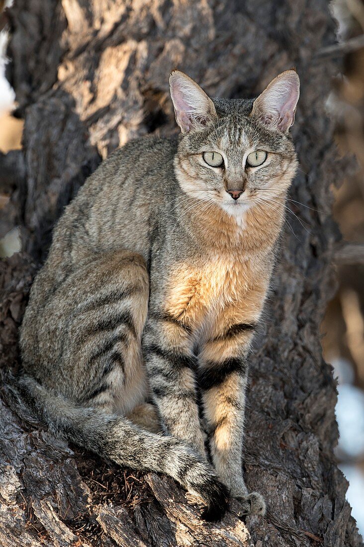 African wildcat in a camelthorn tree