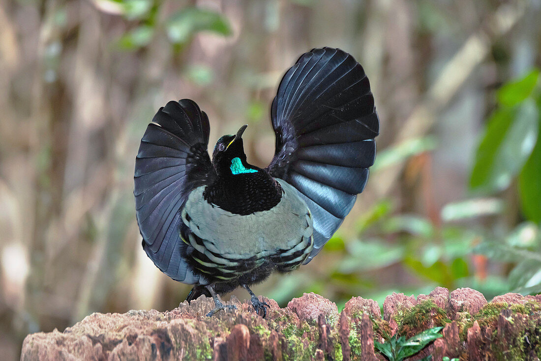 Male Victoria's riflebird displaying