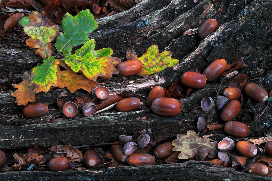 Oak acorns (Quercus robur)
