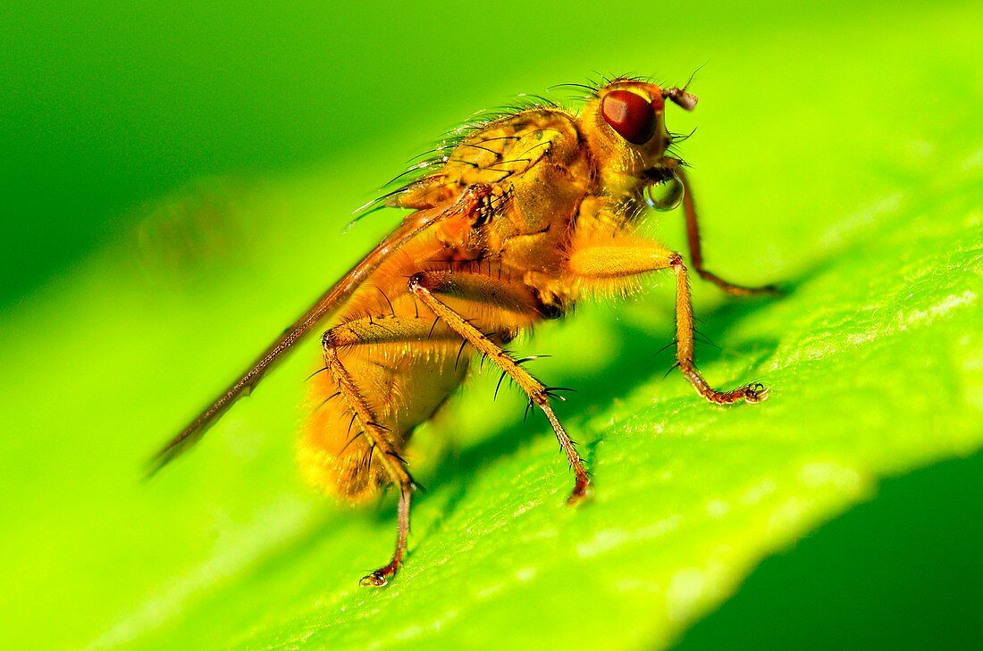 Dung fly