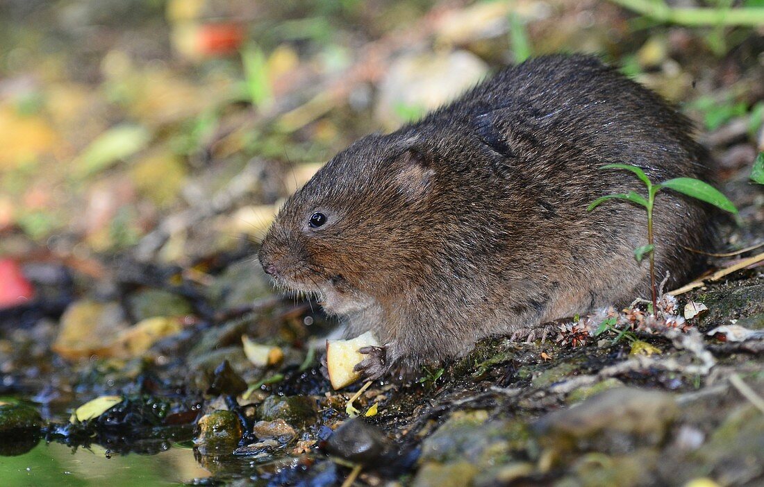 Water vole