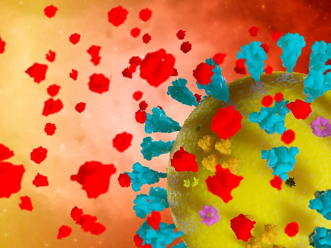 Soluble ACE2 coronavirus treatment, illustration