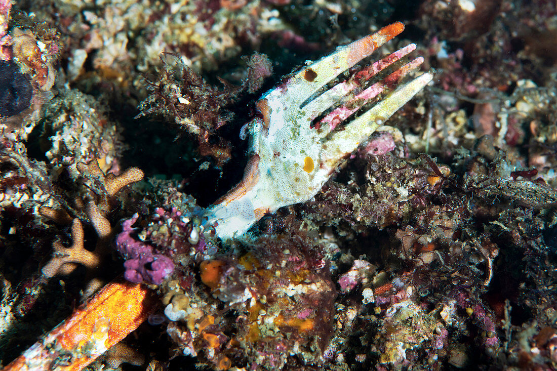 Plastic waste on a coral reef