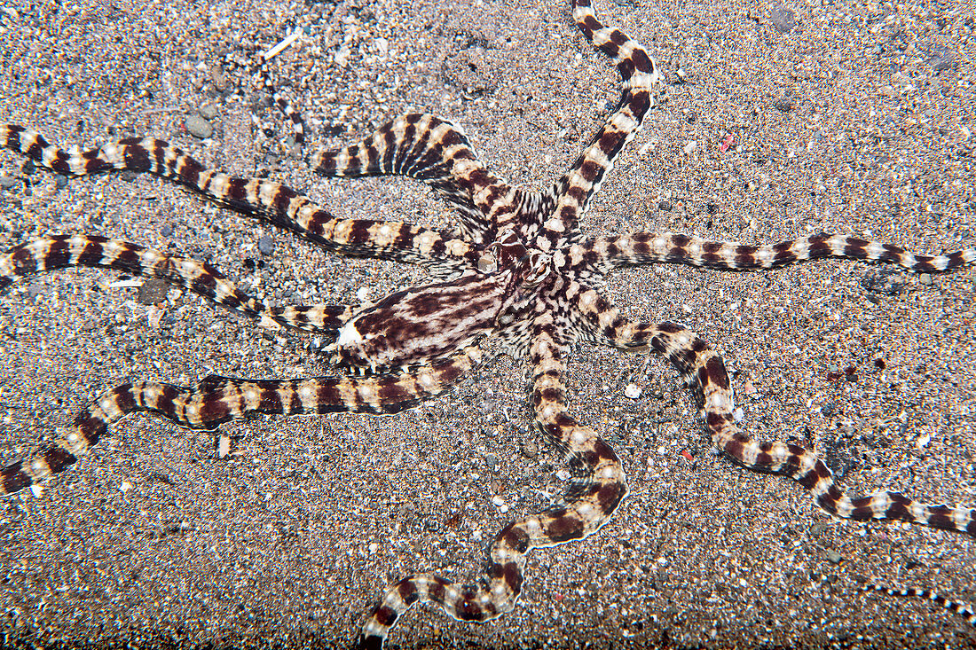 Mimic octopus moving along sandy bottom