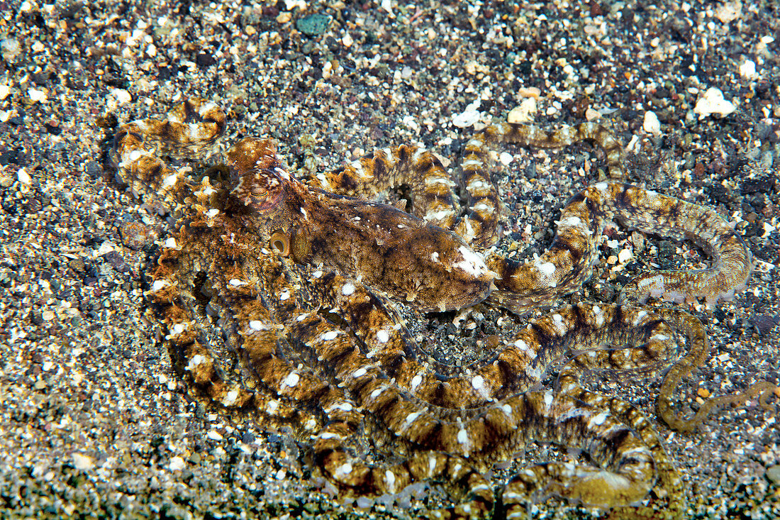 Mimic octopus on sand