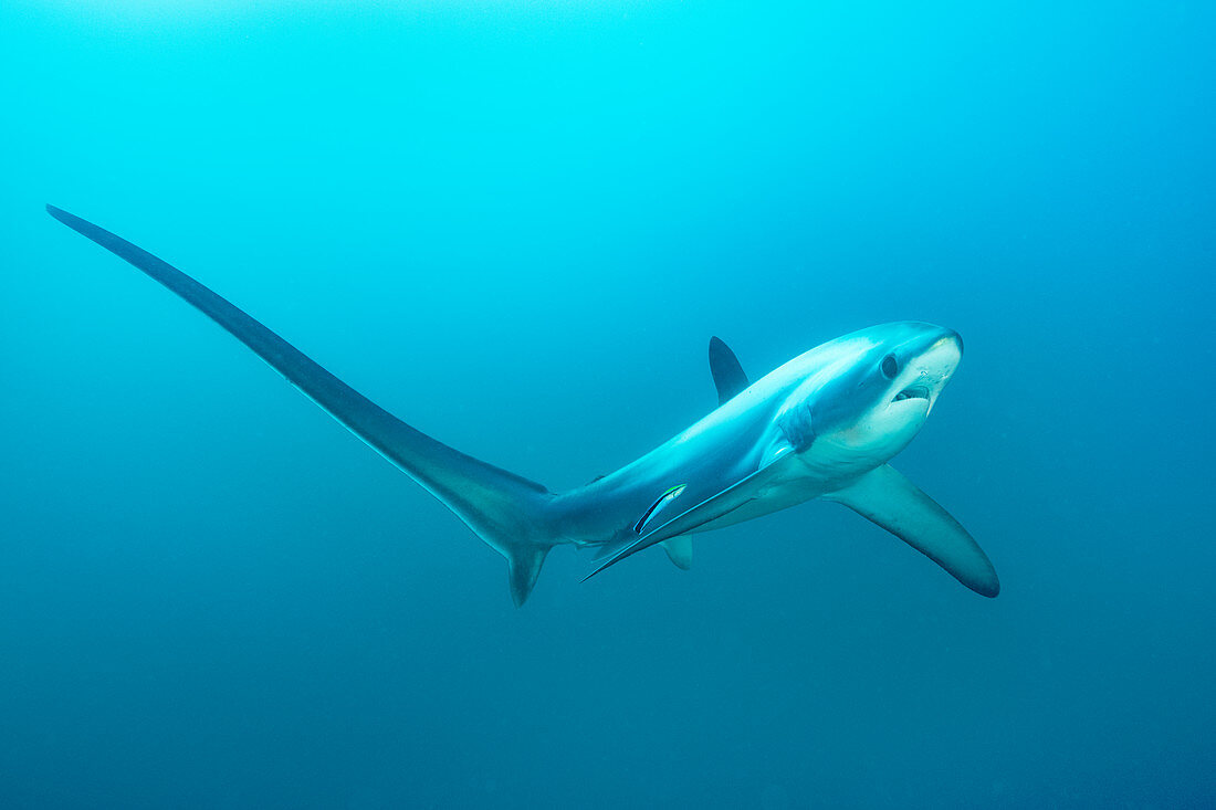 Thresher shark with blue streaked cleaner wrasse