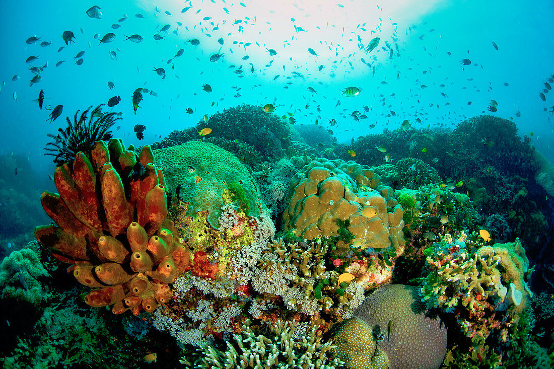 Hard corals and sponges Apo Island, Philippines