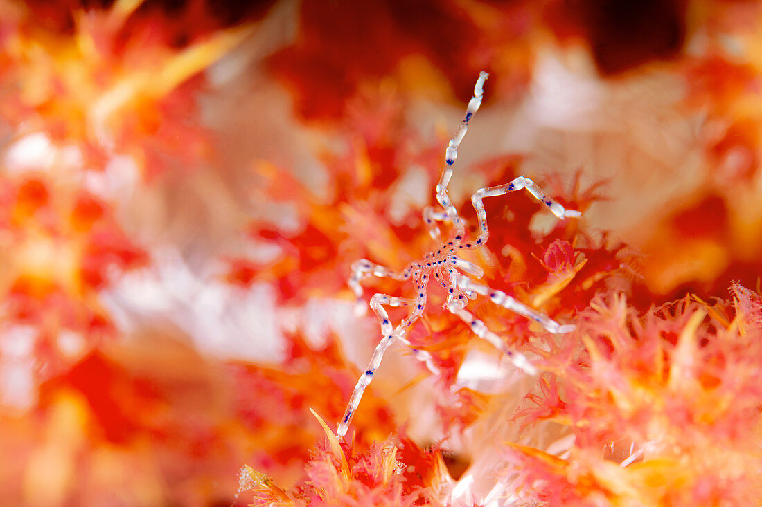 Sea spider on red soft coral