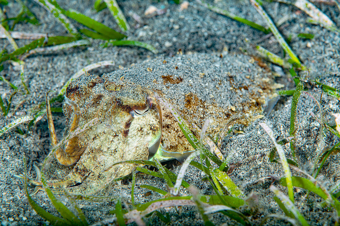 Small cuttlefish in sea grass