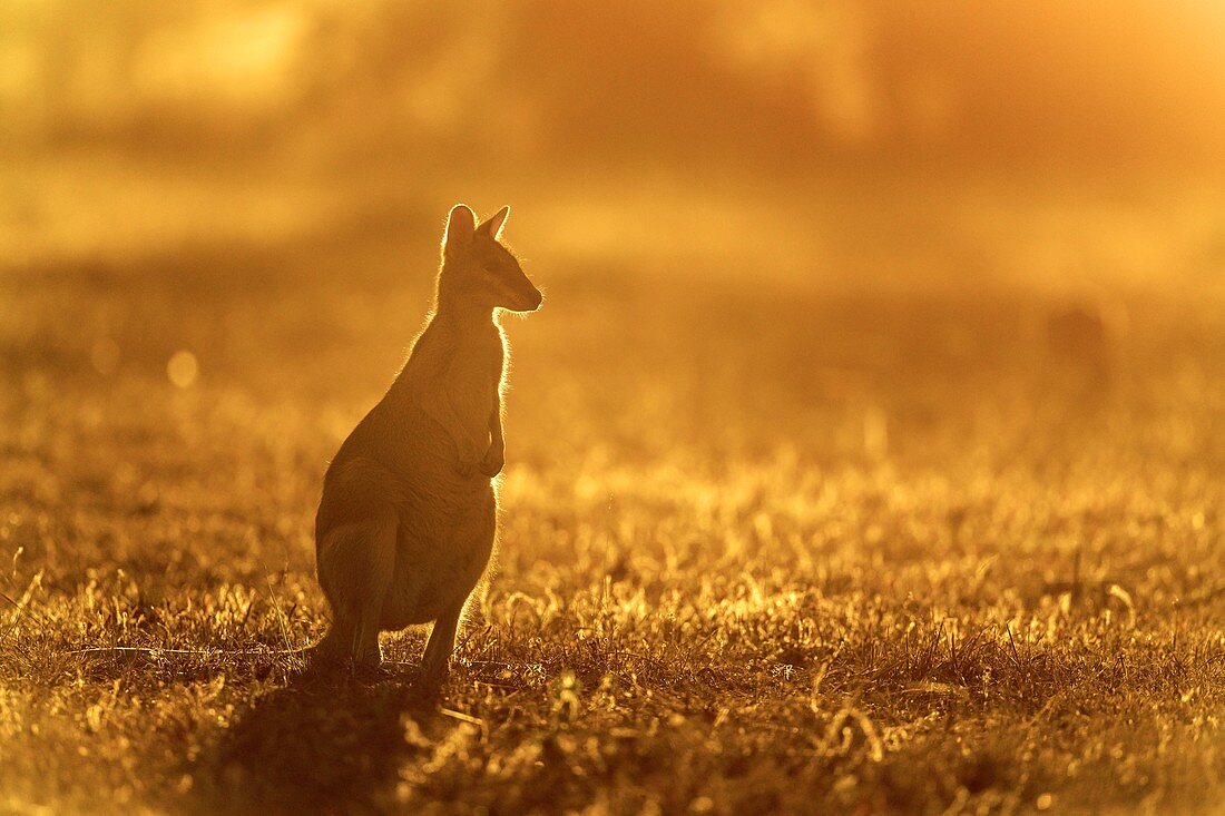 Agile wallaby at sunset