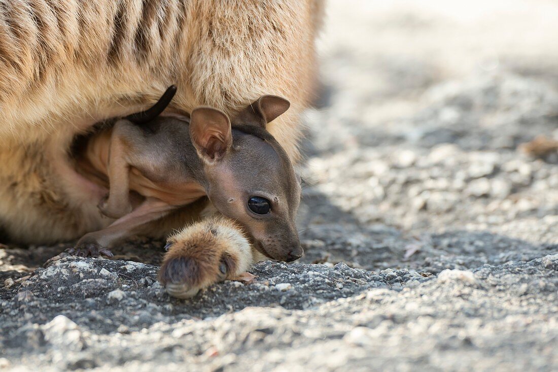 Mareeba rock-wallaby joey in pouch